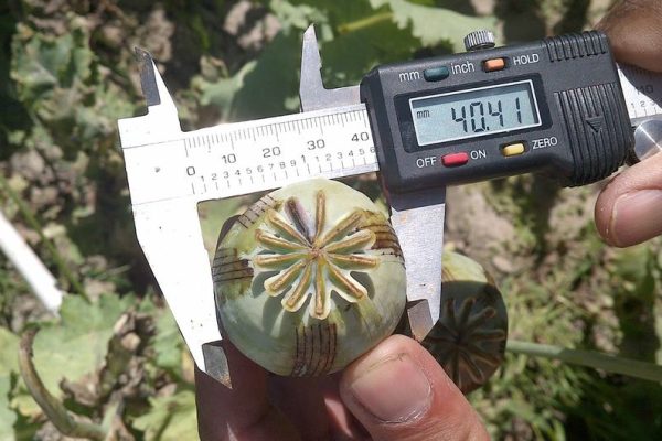 image1170x530cropped